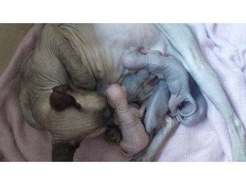 5 adet sphynx kedimiz sahiplendirilecektir