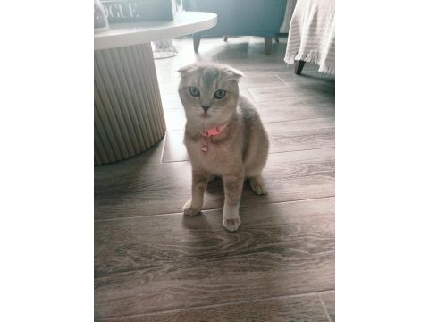 Scottish fold fıstık yeni yuvasını arıyor