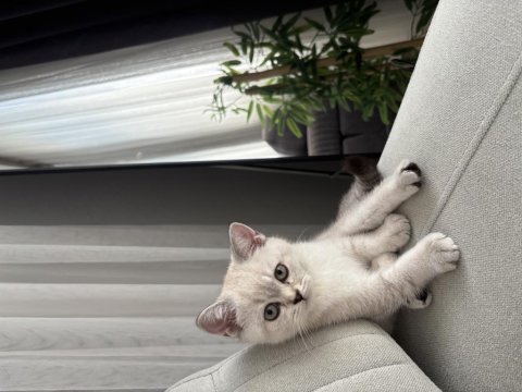 British shorthair kedisi