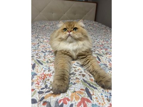 Şecereli ödüllü kan hattı british longhair by11