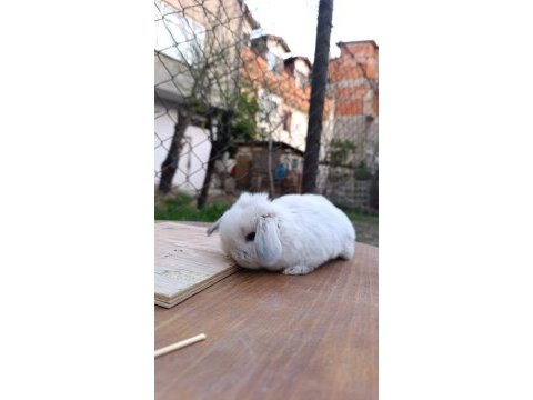 Holanda lop mini lop cüce tavşan yavrular gönderim var