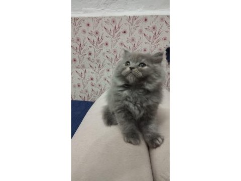 A kalite british longhair yavrular