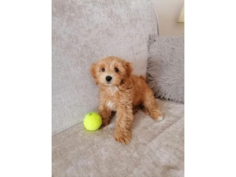 Sağlık ve ırk garantili maltipoo yavrular