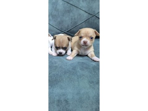 Chihuahua yavru köpeğimiz