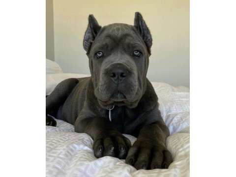 Cane corso isteyene efsane yavrular isteğe özel este