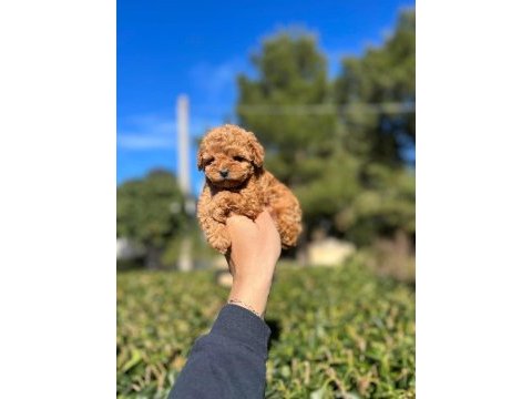 Toy poodle daha uygunu yok