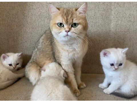 Dünyalar güzeli british shorthair yavrular