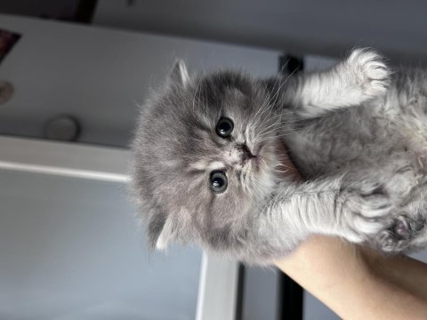 Bebek british longhair kedimiz