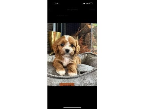 Cavapoo bebeklerimiz üst kalite