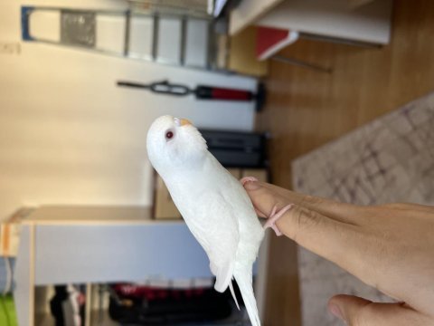 Albino muhabbet kuşu