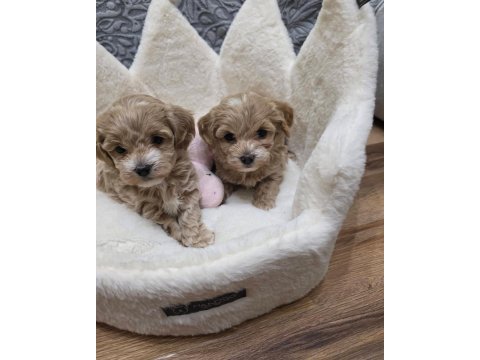 Maltipoo yavrularımız 