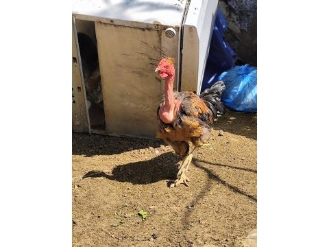 8 aylık horozlar