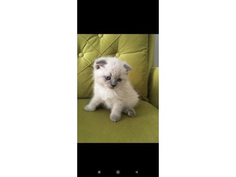 Scottish fold blue point dişi