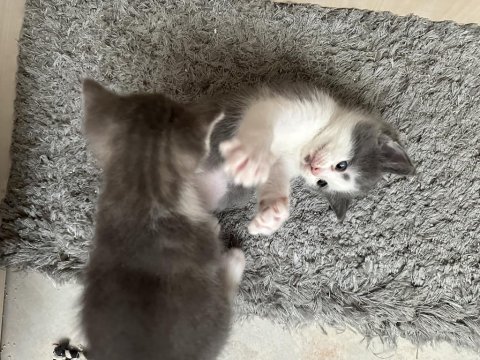 Ücretsiz sahiplendirilecek kedimiz