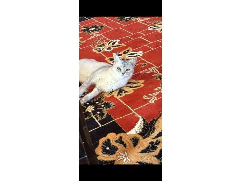 1 yaşında dişi british shorthair