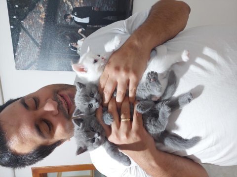British shorthair bluepoint ,eğitimli dişi kedi