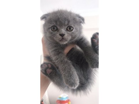 2 aylık scottish fold hareketli sipsiler