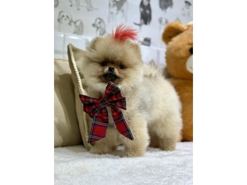 Show class efsane dişi pomeranian boo