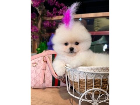 Sağlık ve ırk garantili pomeranian