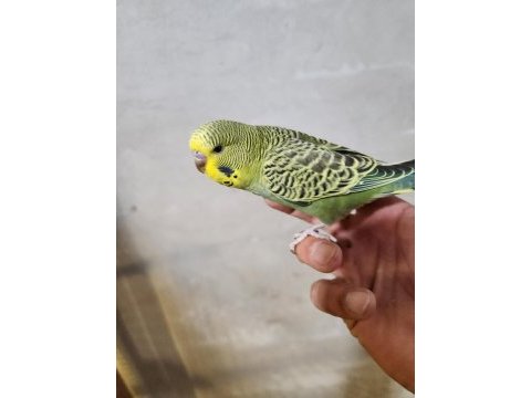 Yeni yeme düşen jumbo muhabbet kuşu bebekler