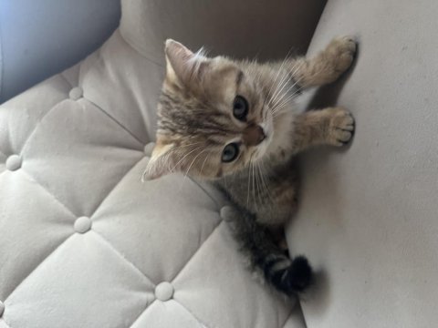 British shorthair kedisi