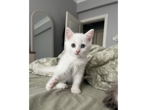 Kız kardeşler british longhair ve shorthair