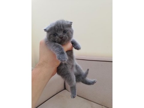 Boncuk scottish fold