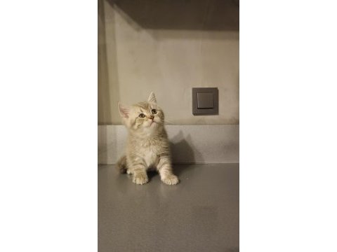 Sağlıklı british shorthair biblo bebek