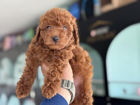 Ankaranın en güzl toy poodle yavruları