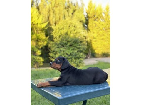 50 günlük a kalite dev doberman yavruları