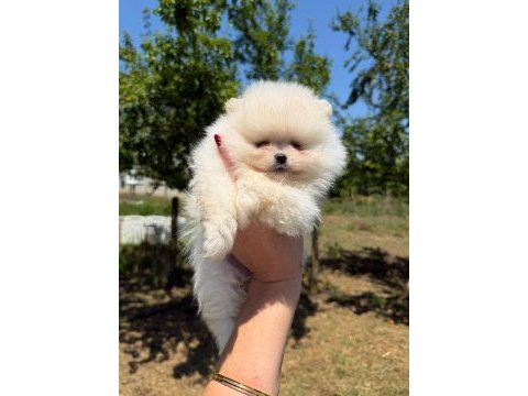 Sağlık ve ırk garantili pomeranian boo ayıcık