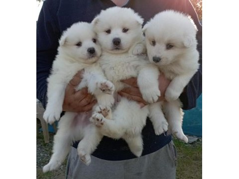 Kar beyaz samoyed yavrular çiftlikten