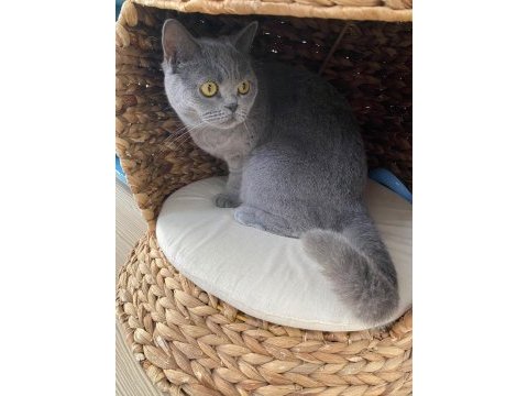 4 yaşında tüm aşıları tam british shorthair