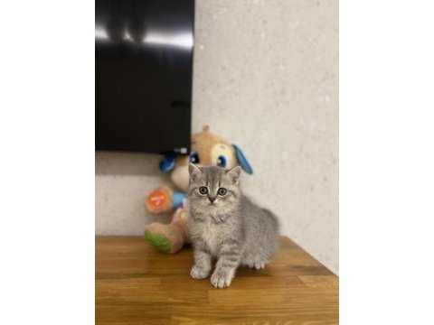 Evinizin neşesi brıtısh shorthair yavrular