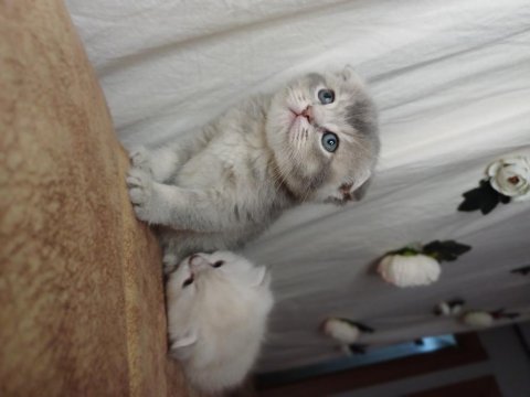 Muhteşem mavi göz ve tip scottish fold