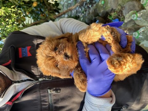 Ev ortamında büyüyen küçük maltipoo bebekler