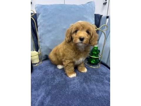 Orjinal maltipoo yavru
