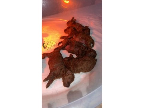 Red brown renk erkek dişi toy poodle bebekler