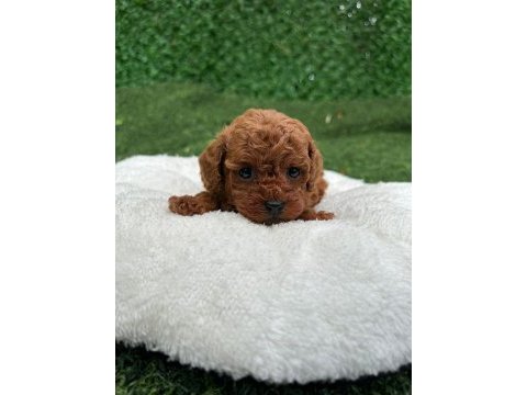 Toy poodle yavrular
