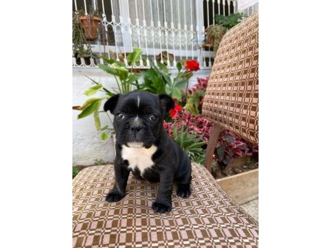 Fransız bulldog 35 günlük