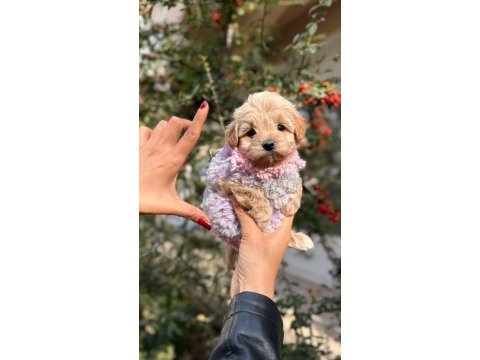 Yavru maltipoo