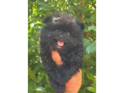 Pomeranian boo yavrumuz ırk ve sağlık garantili