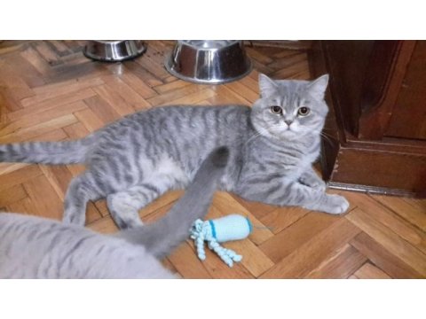 Ankara içi yuva bu kedilere acil yuva