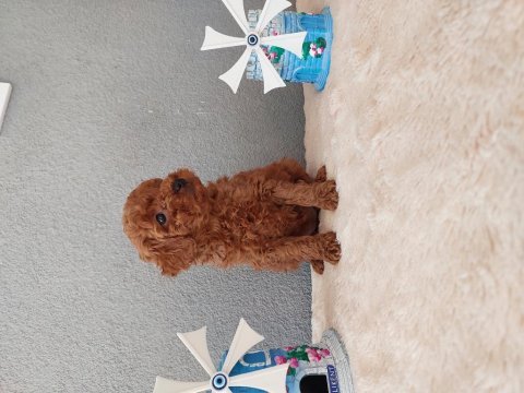 Toy poodle yavrularımız