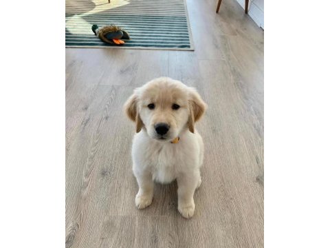 Profesyonel üretim çiftliğinden golden retriever yavrular