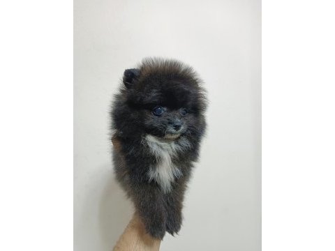 Pomeranian 2 aylık