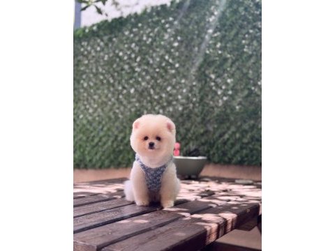 A kalite pomeranian boo