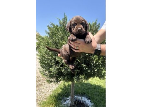 Irk garantili labrador retriever yavrular