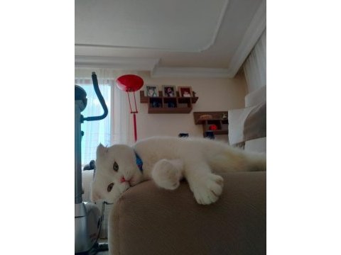 Acil yuva arıyoruz scottish fold