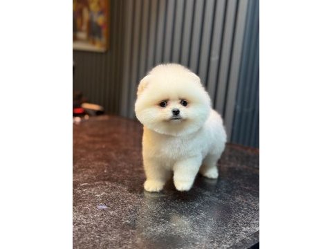 Sağlık ve ırk garantili pomeranian
